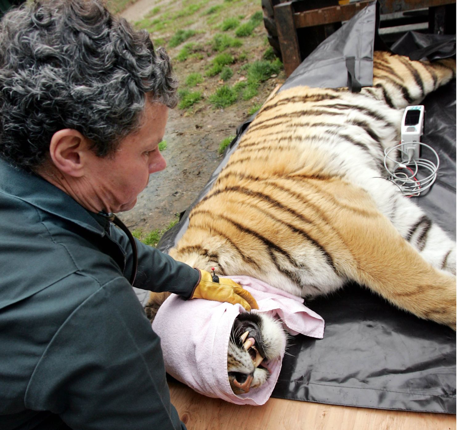Tiger Move